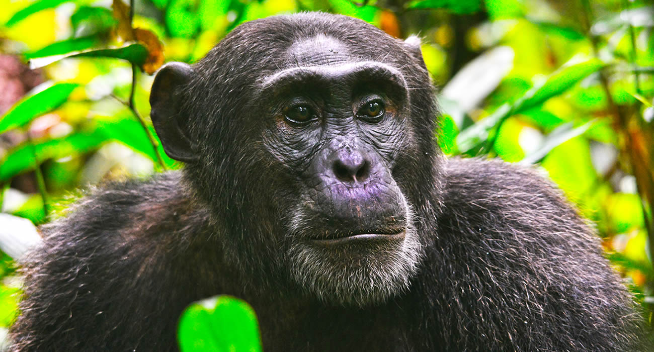 Chimpanzee Tracking In Kibale National Park