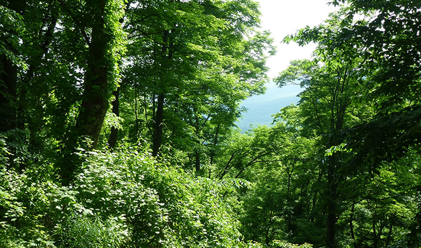 Discover Bugoma Forest Reserve In Uganda