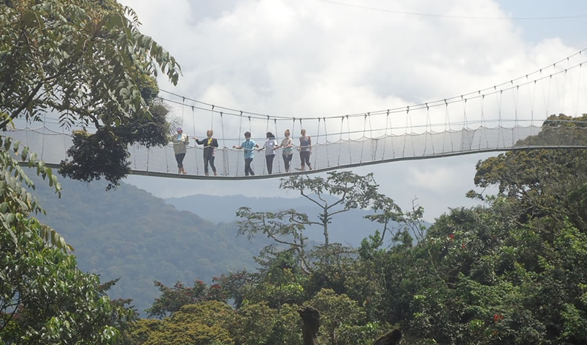 canopy walk in Nyungwe Forest National Park