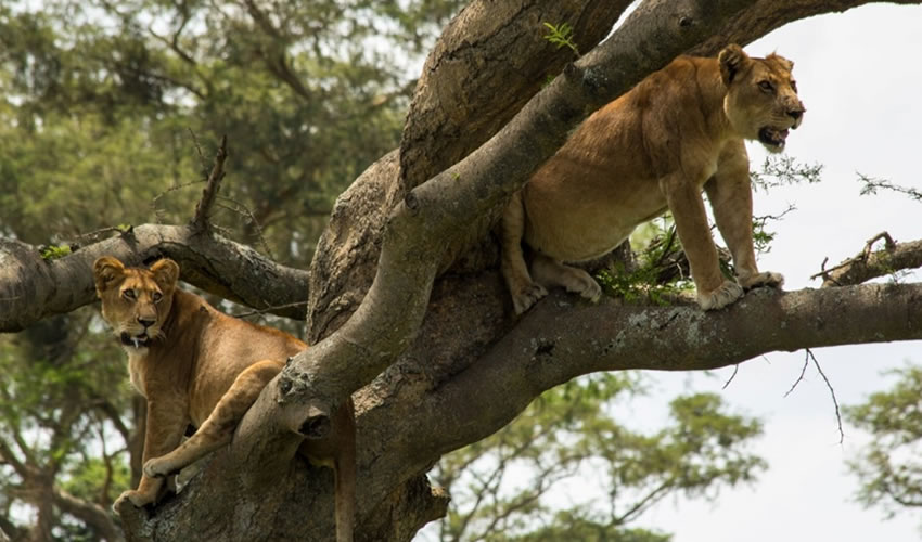 Tree Climbing Lions In Ishasha