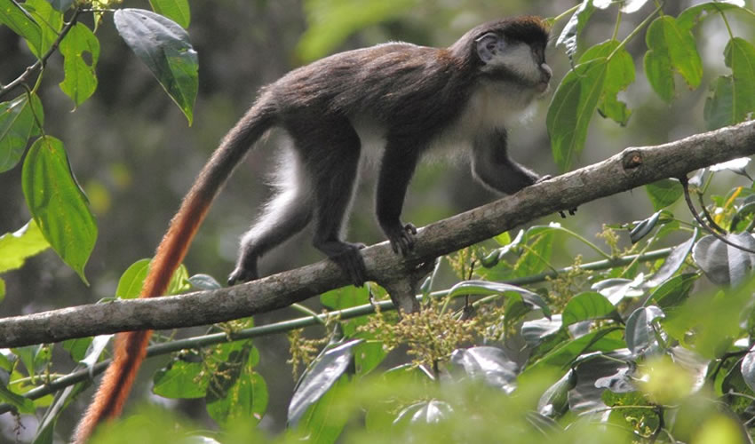 Red-tailed Monkeys In Uganda