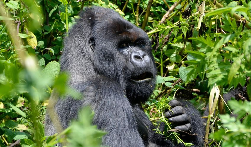Gorilla Trekking Rules And Guidelines