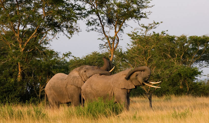 Wildlife Safari In Uganda, Uganda Wildlife Safaris