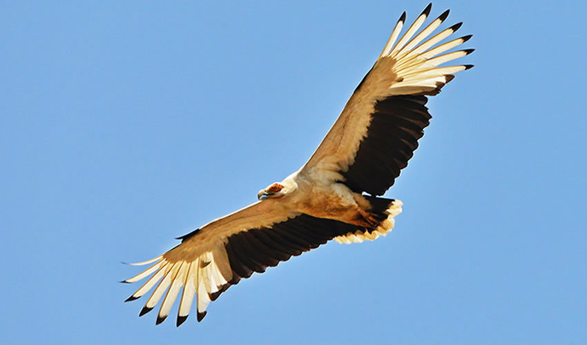 Birding in Murchison Falls National Park