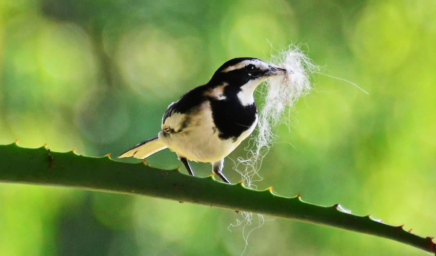 Bird Watching in Bwindi Impenetrable National Park