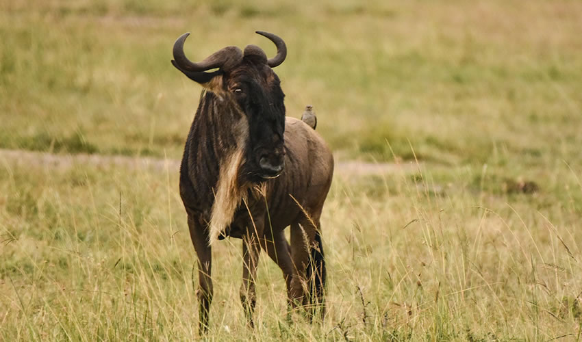 7 Days Serengeti Wildebeest Migration