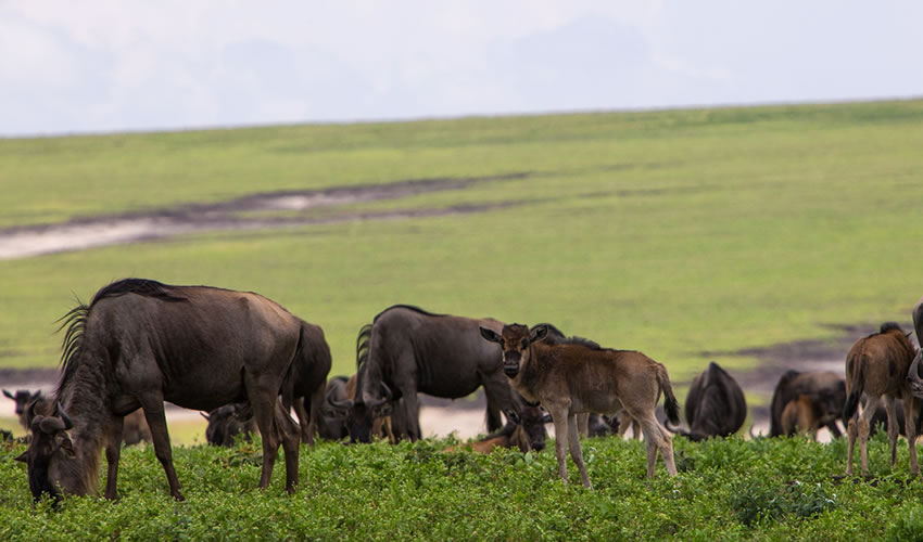 4 Days Serengeti Ngorongoro Tanzania Wildlife Safari