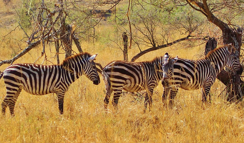 12 Days Serengeti National Park Tanzania Wildlife Safari