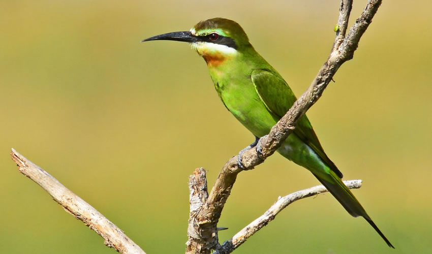 10 Days Uganda Birding Safari