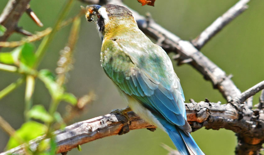 Bird Watching in Bwindi