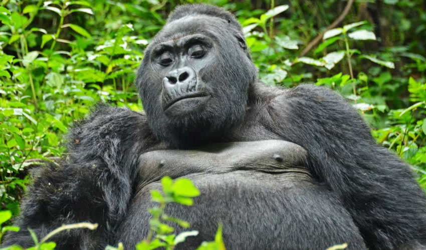 4 Days Gorilla Trekking Safari Bwindi