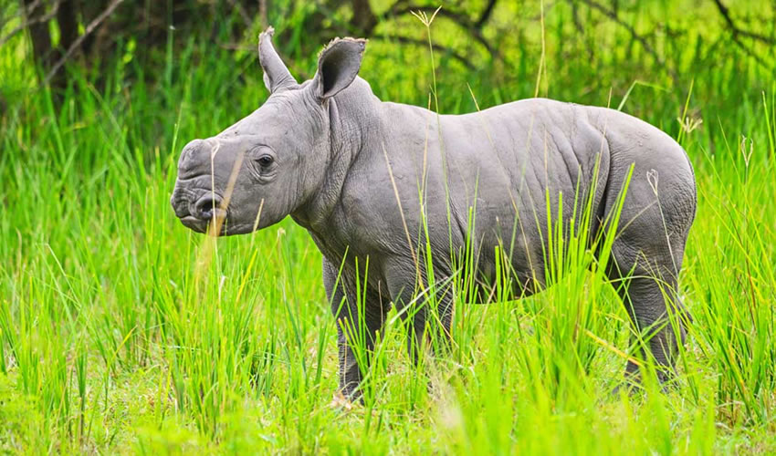 baby rhino at Ziwa Rhino Sanctuary