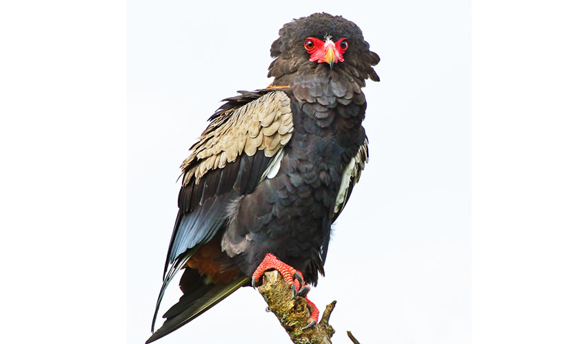 Bird Watching In Bwindi Impenetrable National Park