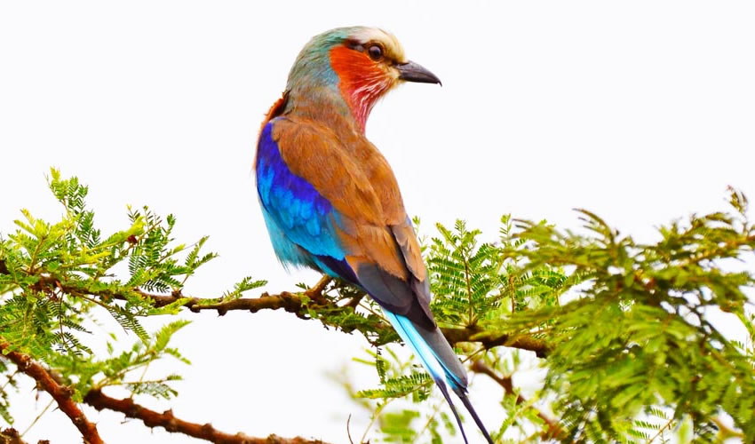 5 Days Bird Watching Safari in Rwanda