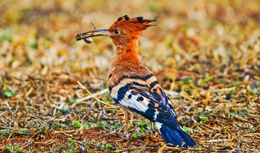 bird watching at Ziwa Rhino Sanctuary