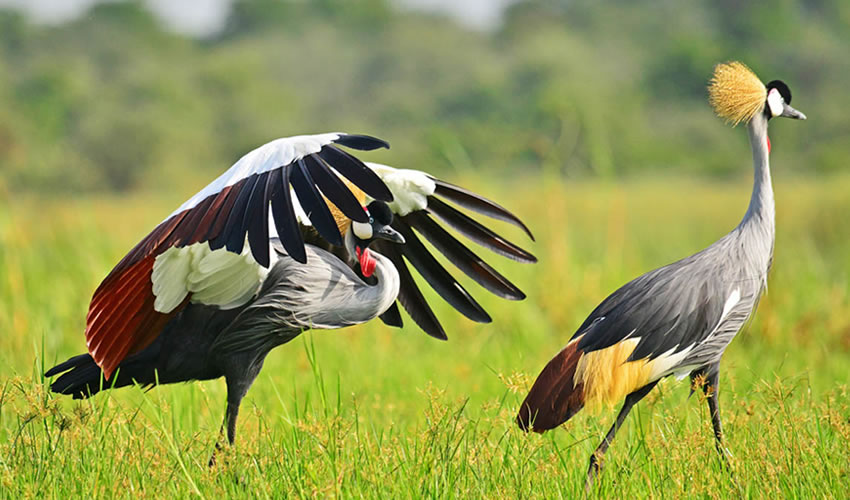 10 Best Birding Spots In Uganda.
