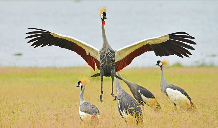 Birding In Murchison Falls National Park