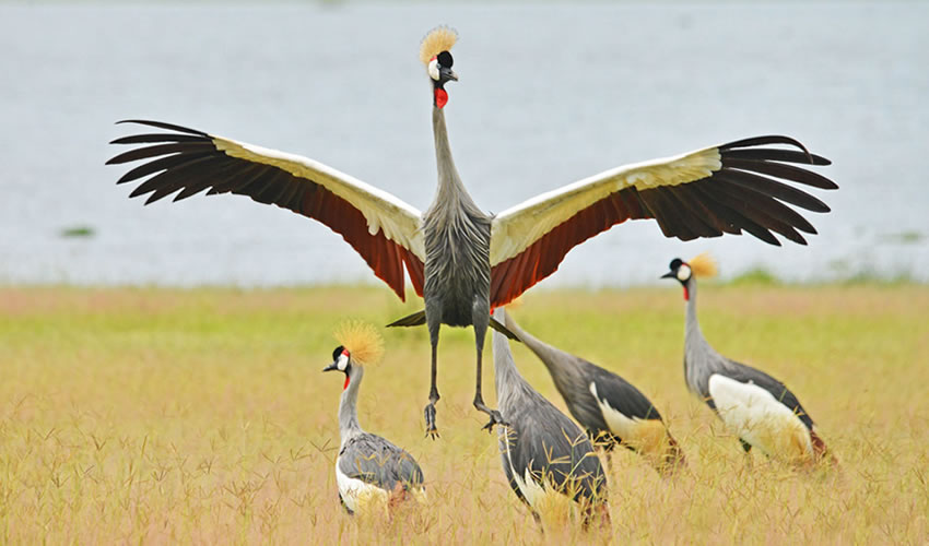 Murchison Falls National Park Uganda’s Largest Safari Park