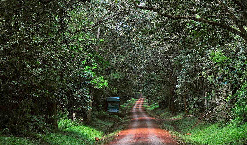 Budongo Forest And Its Hidden Beauty