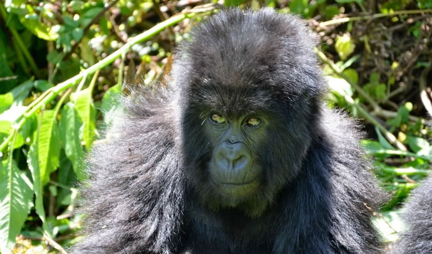 Tracking Mountain Gorillas