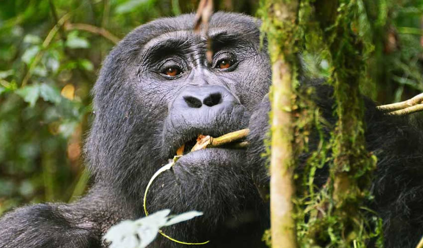 3 Days Gorilla Habituation Experience Rushaga Bwindi