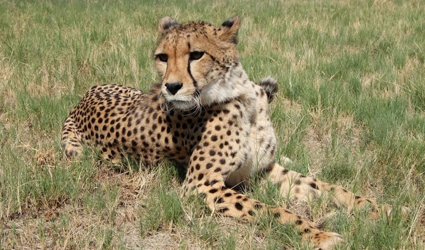 Cheetah Experience At The Uganda Wildlife Education Centre
