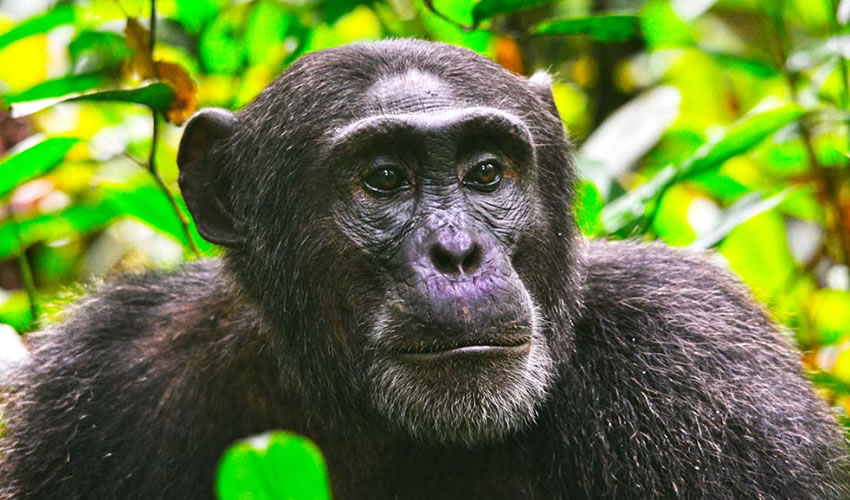 3 Days Chimpanzee Trekking Safari in Kibale