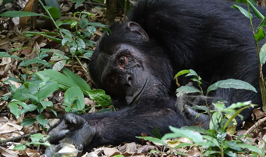 5 Days Chimpanzee Tracking in Nyungwe Forest National Park