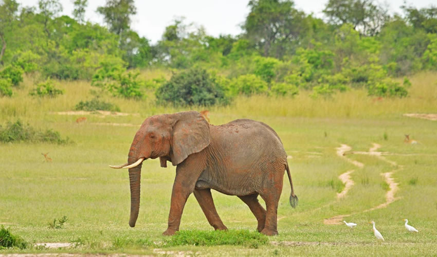 9 Days Uganda Safari