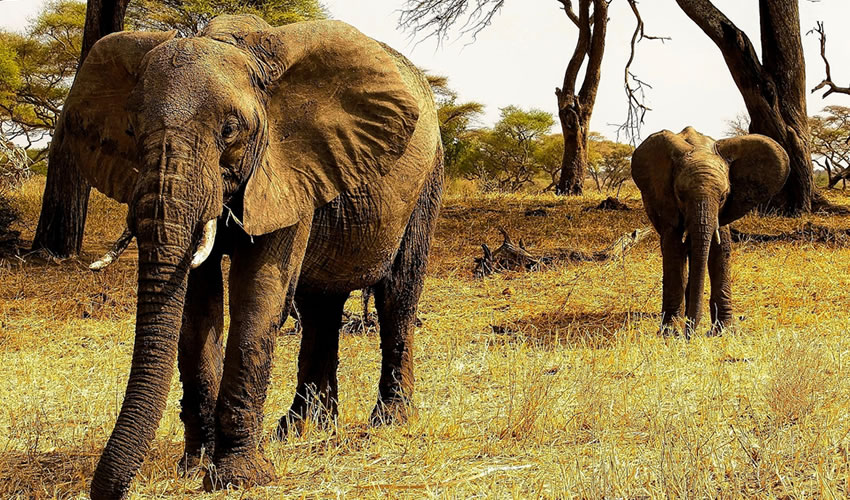 7 Days Tanzania Wildlife Tour