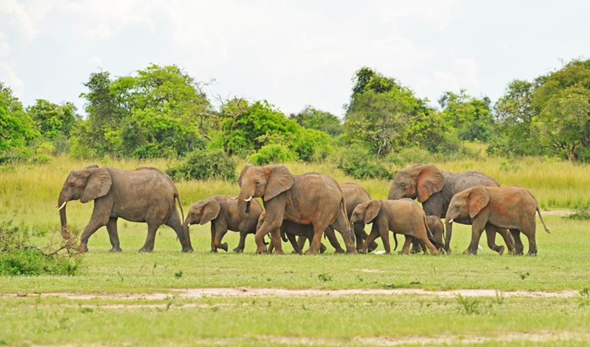Elephants in Murchison Falls National Park.