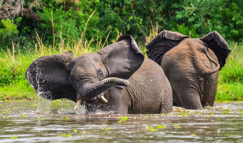 African Forest Elephants in Murchison Falls National Park