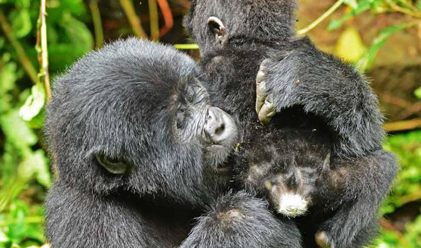 6 Days Uganda Rwanda Gorilla Trekking Safari