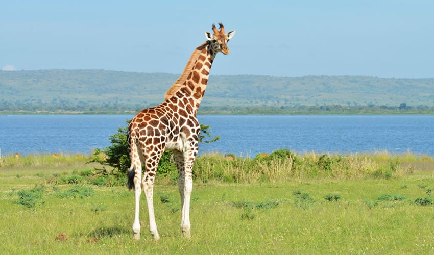 3 Days Murchison Falls National Park Safari