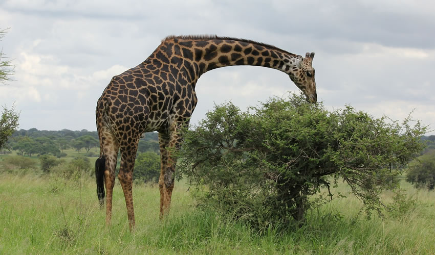 17 Days East Africa Combined Wildlife Safari