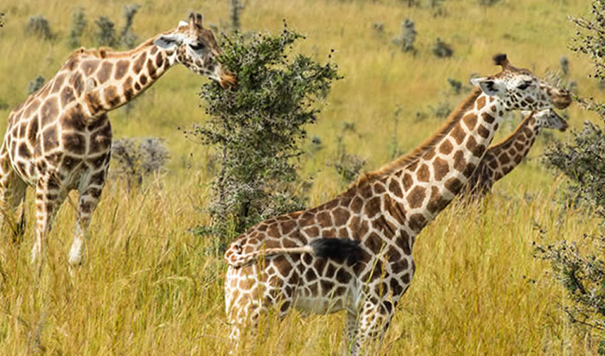 The Gem Of Wildlife In Murchison Falls National Park.