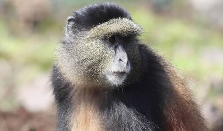 goden monkey tracking in Mgahinga Gorilla National Park