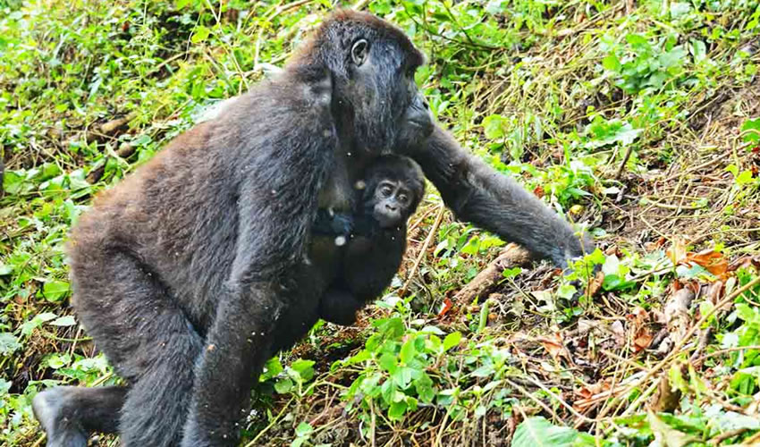 5 Days Gorilla Trekking in Bwindi 