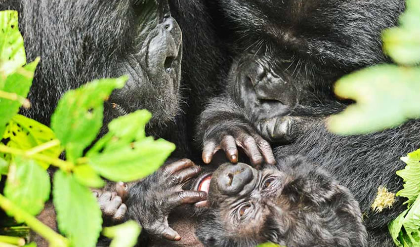 5 Days Double Gorilla Trekking Safari