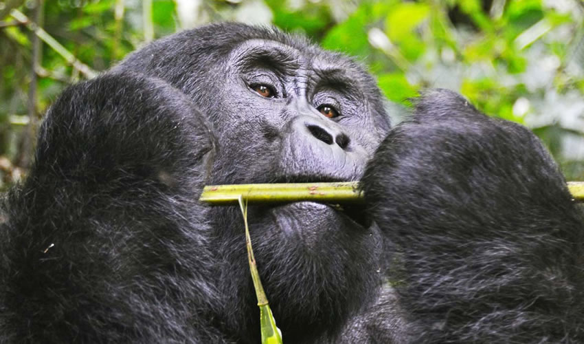 13 Days Group Gorilla Safari to Uganda