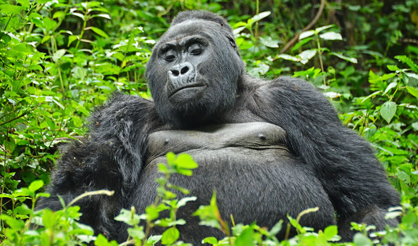 Uganda Primate Tracking Safari Experience