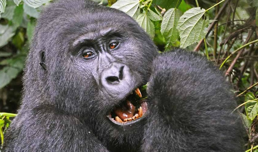 3 Days Uganda Gorilla Trekking Safari