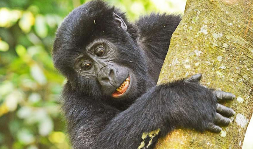 5 Days Gorilla Trekking Uganda
