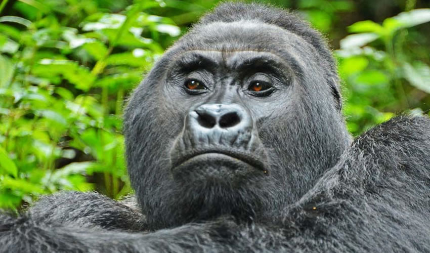 3 Days Gorilla Trekking Uganda Safari