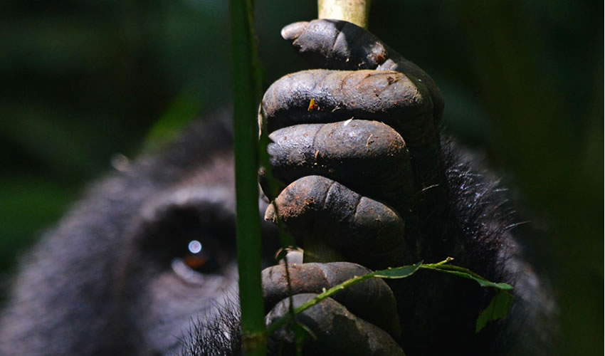 18 Days Budget Gorilla Trekking Safari in Uganda
