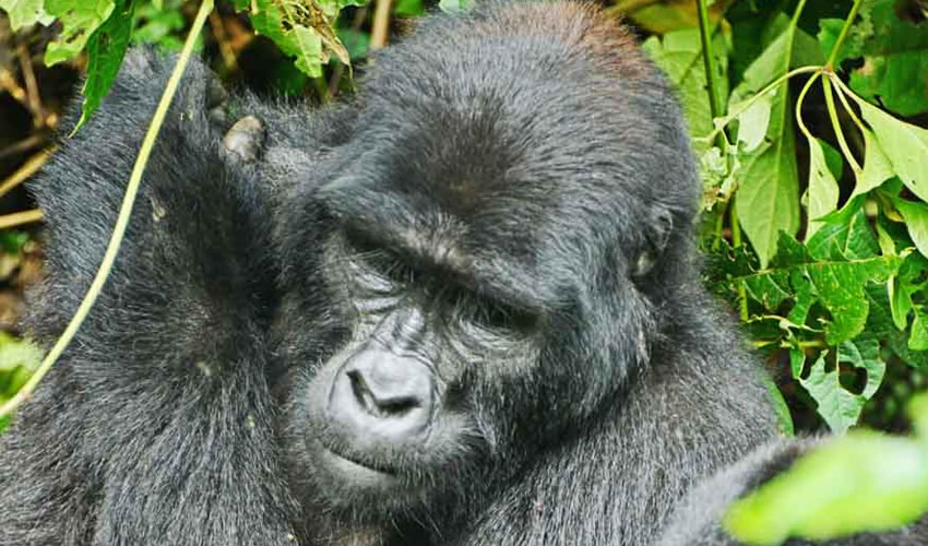 12 Days Gorillas and Chimpanzee Tracking Safari in Uganda and Rwanda