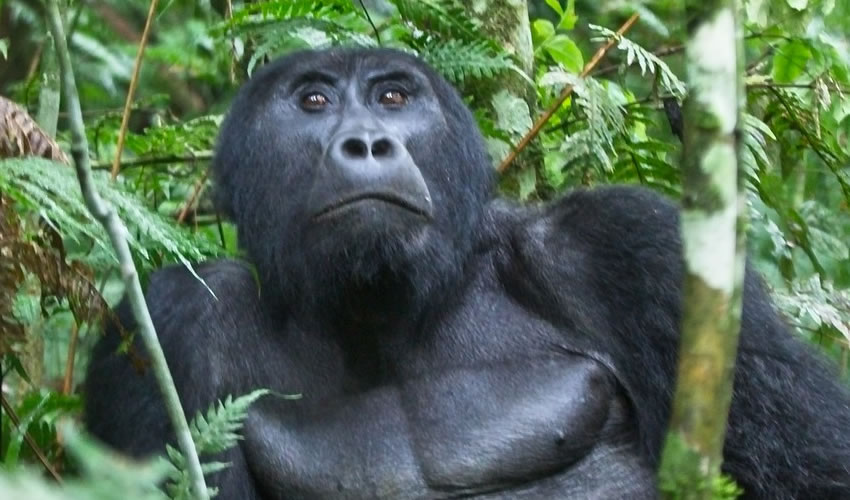 3 Days Gorilla Trekking Rwanda Safari