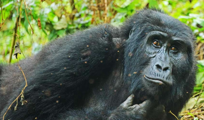 6 Days Bwindi Gorilla Trekking Safari