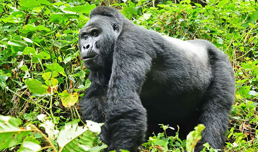 Gorilla Trekking In Volcanoes National Park Rwanda