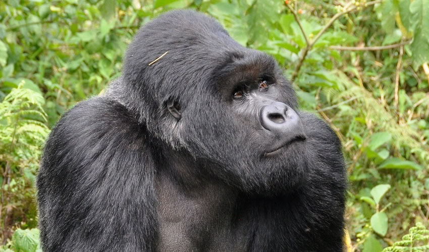 8 Days Uganda Rwanda Combined Gorilla Trekking Tour